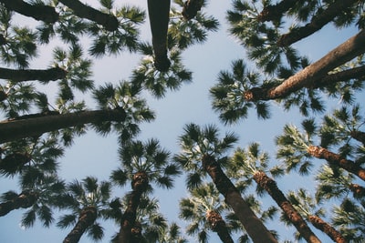 低角度摄影的棕榈树
